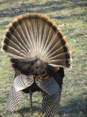 Every few minutes the gobbler would say, in turkey-speak, “the heck with you” and drop his feathers to his non-breeding season appearance.  A few minutes later he would puff up and display again.  Same result.