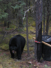 • When the bear’s back is flush or nearly flush with the top of a 55-gallon barrel, you’re looking at a very good bear.