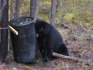 • First, the bear scarfs up bait scraps on the ground, then pulls the spruce trunk out of the eight-inch hole in the side of the bait barrel, then tries to put its head into the hole to grab some bait but its head won’t fit.  A bear whose head won’t fit through an eight-inch hole is a good bear.