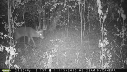 • November 13…nice buck looking for a lady friend…any lady friend.