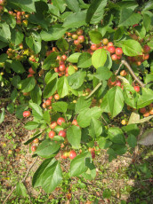 • Crabapples and other fruit trees produce excellent deer feed, especially when you fertilize them a bit. Now is the time to place your orders with a nursery.