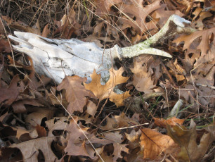 • This unlucky buck became part of a fall scene long after its death.