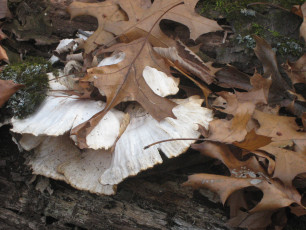 • Starkly white mushroom on a fallen tree trunk makes nice color contrast. Tip:  Never put the center of interest in the middle of a photo; the photo will appear static and lifeless.  A zoom lens will let you get close and keep the focus sharp.