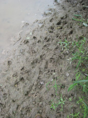 • Healthy open water, pond or flowing, is essential to good deer habitat, as these tracks show.