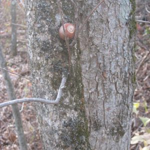 Squirrels find unusual places to stash food objects, such as this tree branch. We have a canvas storage shed that is not squirrel-proof. Every fall everything in it gets filled with black walnuts. Do you have similar photos? If so, let us see them.; we will post them.