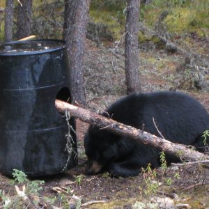 Bear Barrel & Log 1