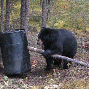 Bear Barrel & Log 2