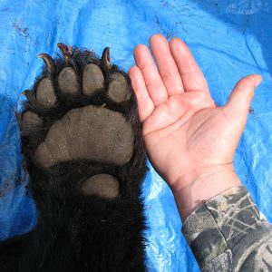 Bear Paw & Hand