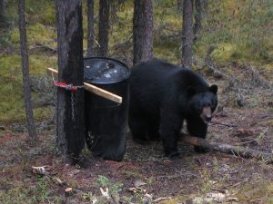 Bear Toward
