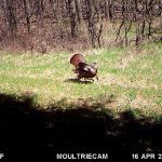 North Pines Gobbler