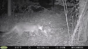 Cougar Feeding | Target Communications