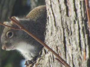 Suspicious grey squirrel