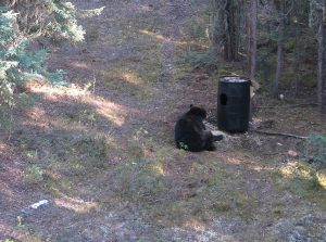 black bear sits near bait