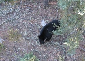 small black bear standing in the woods